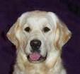 Kutys oldal mindenkinek(golden retriever,beagle stb)